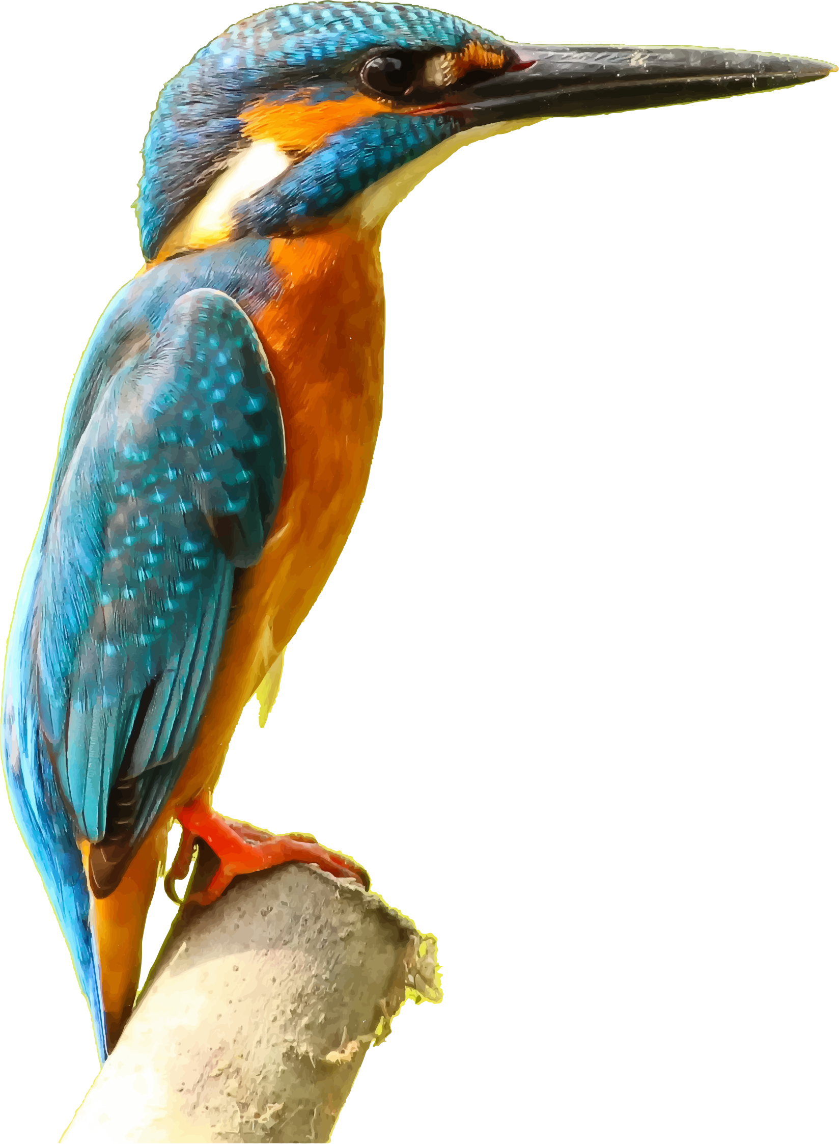 Kingfisher Clipart, Transparent PNG Clipart Images Free Download - Clip ...