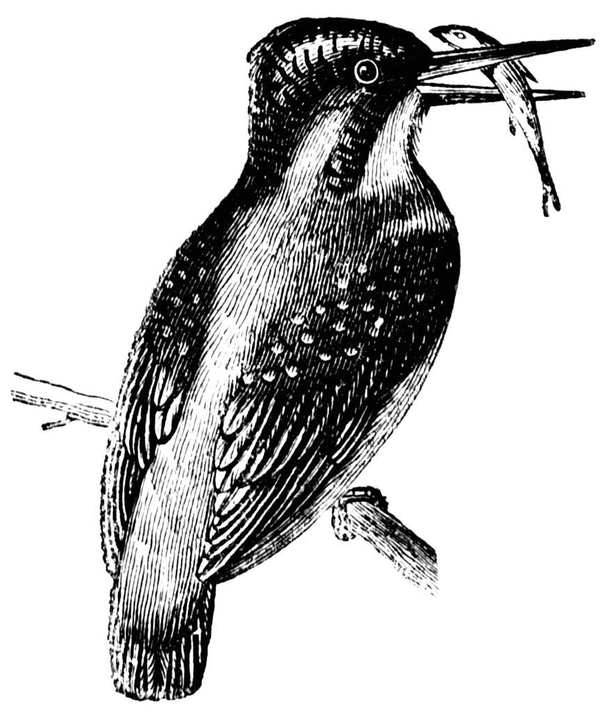 1,100+ Kingfisher Illustrations, Royalty-Free Vector Graphics 