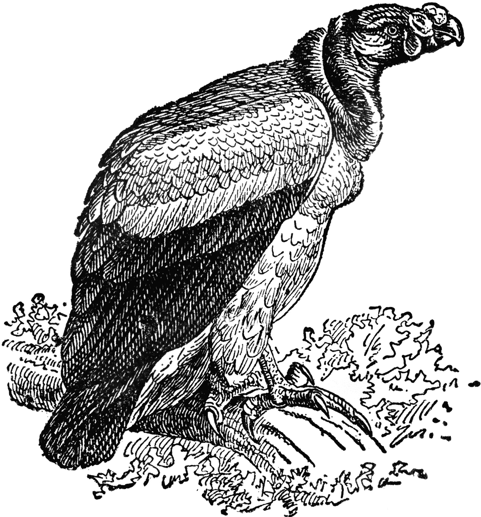 Black-and-white engraved illustration of a large vulture perched on rocky ground, with detailed feather texture and hooked beak.