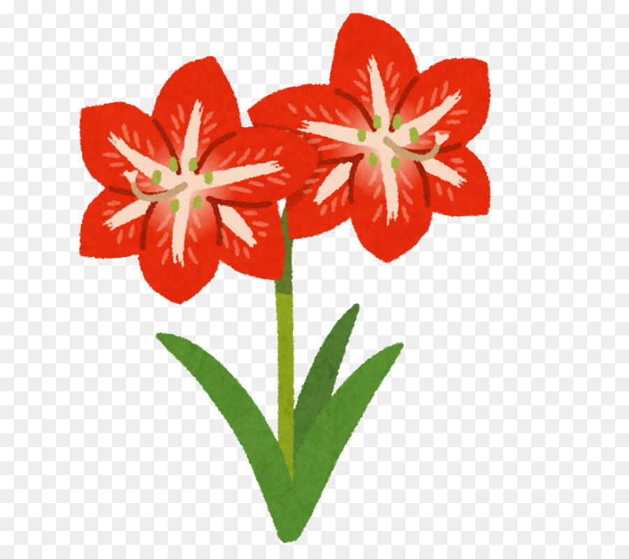 Amaryllis Flower Cliparts - High-Quality Free Images for Your - Clip ...