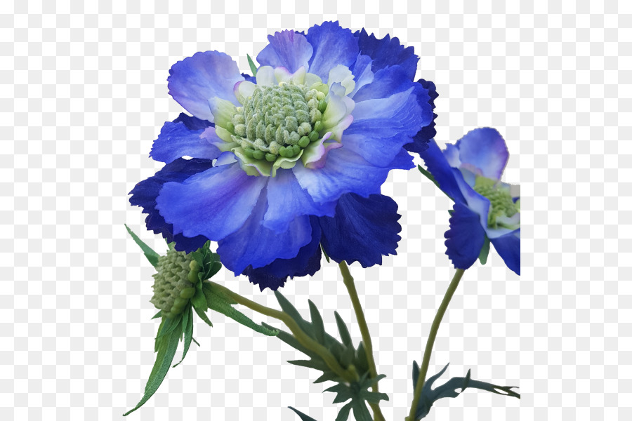 Vibrant blue delphinium flower with layered petals and green center, on transparent background.