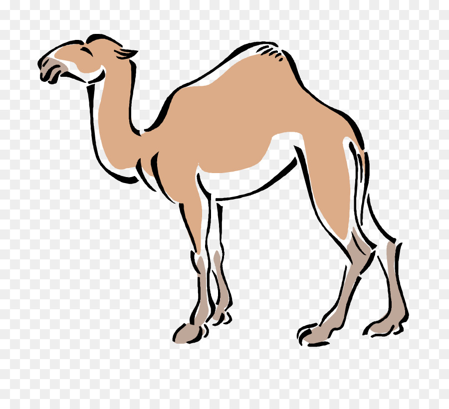 Stylized illustration of a single-humped dromedary camel standing in profile, tan-colored with black outlines on transparent background.