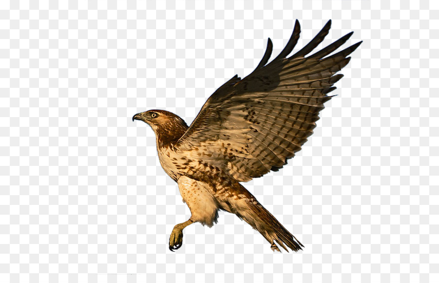 Red-tailed hawk in mid-flight with wings fully extended against transparent background.