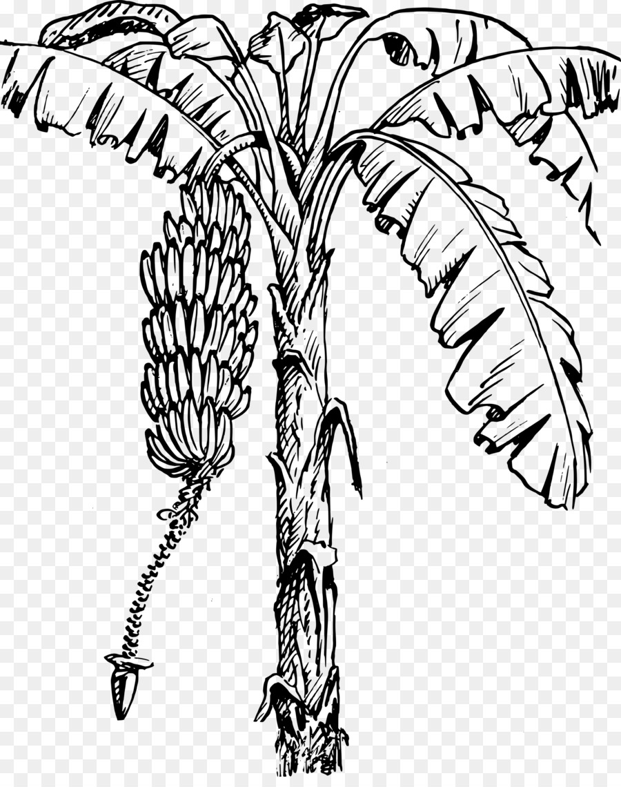 Banana Plant Illustration - Botanical Line Art for Education & Design