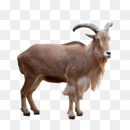 Brown wild goat with curved horns and shaggy beard standing in profile against transparent background.