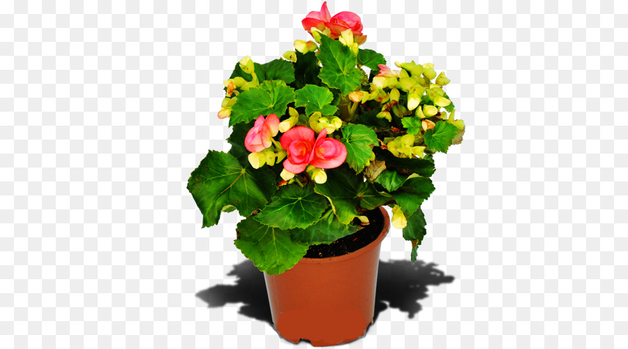 Pink Begonia Plant in Terracotta Pot - Vibrant Indoor Flowering Houseplant