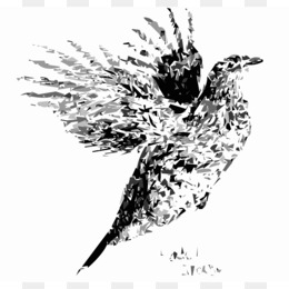 Black-and-white ink illustration of a bird in flight with outstretched wings and detailed feather texture.