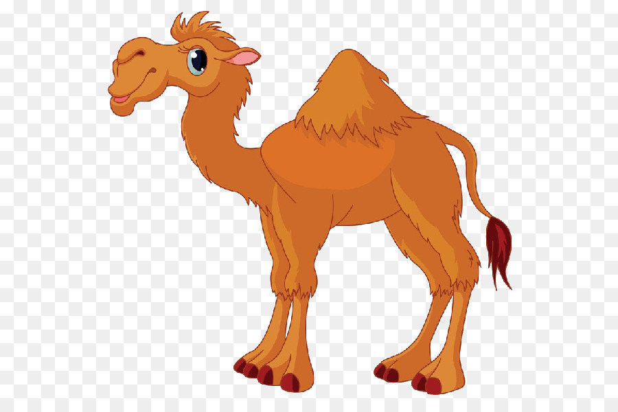 Friendly cartoon camel with one hump, smiling face, and expressive blue eyes on transparent background.