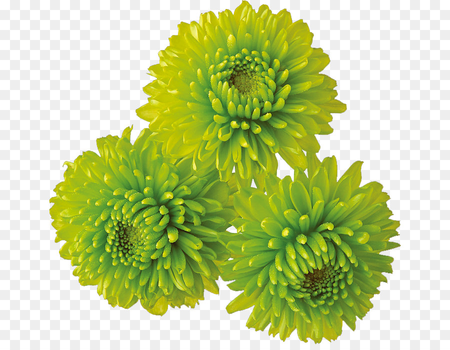 Three vibrant lime-green chrysanthemum flowers with layered petals and detailed centers on transparent background.