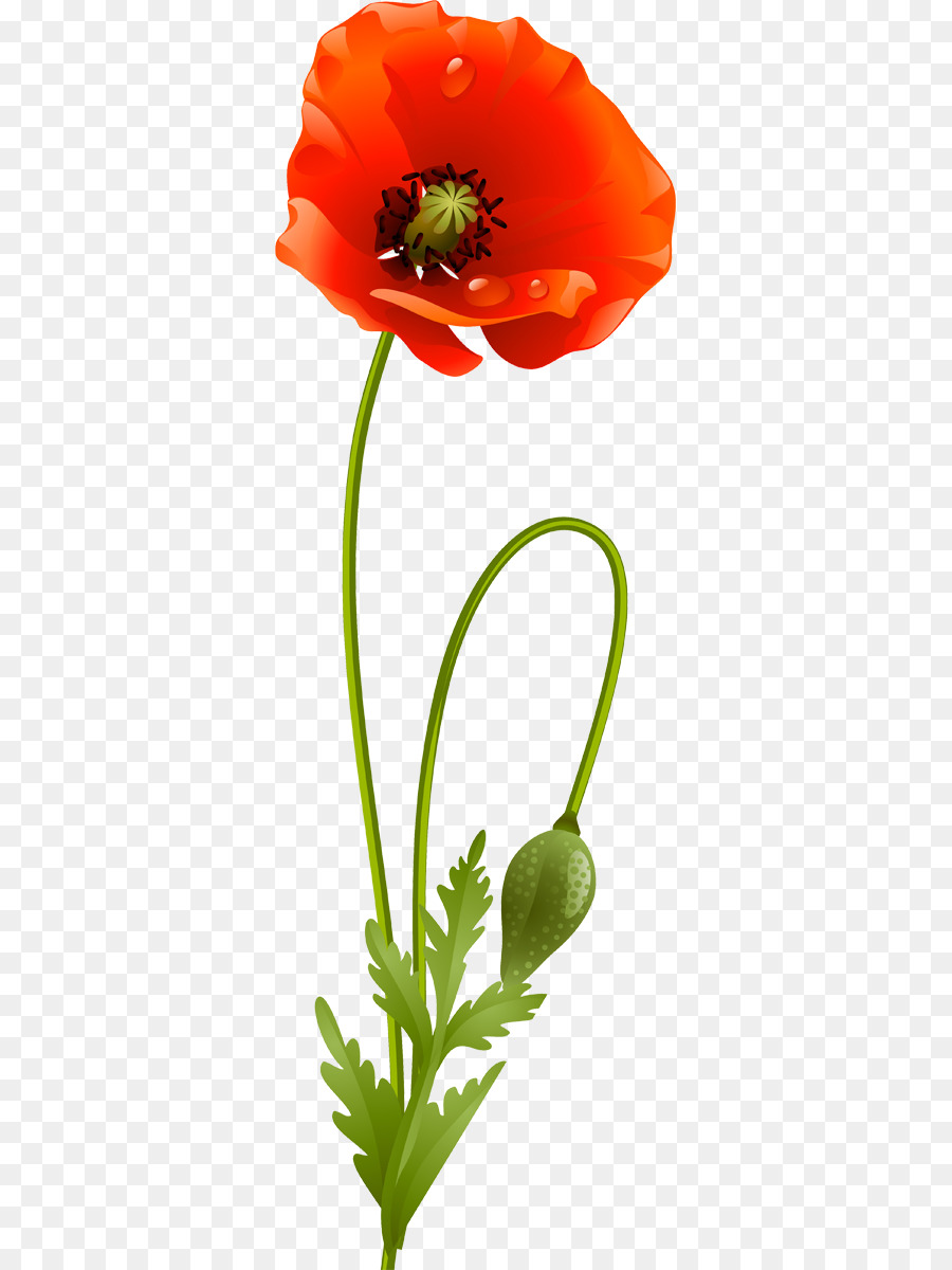 Red Poppy Flower Illustration - Free PNG Download for Design & Art