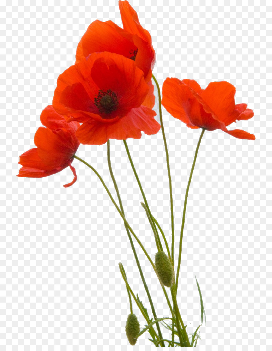 poppy backgrounds