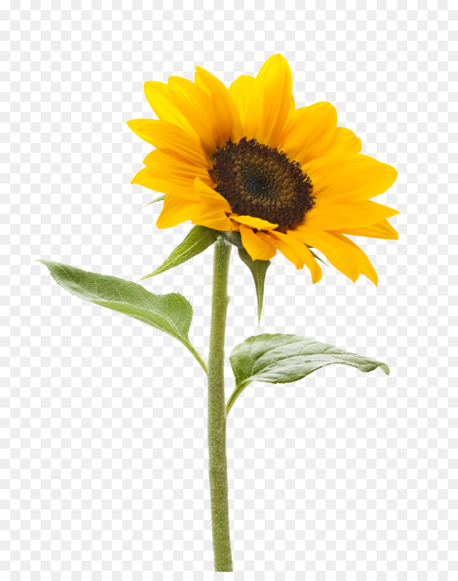 Vibrant yellow sunflower with dark brown center, green stem and leaves, isolated on transparent background.