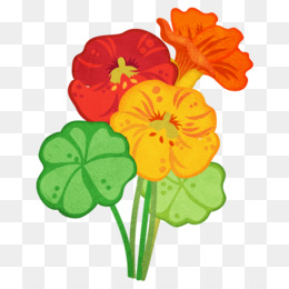 Nasturtium Flowers - Colorful Edible Blooms for Gardens & Cuisine