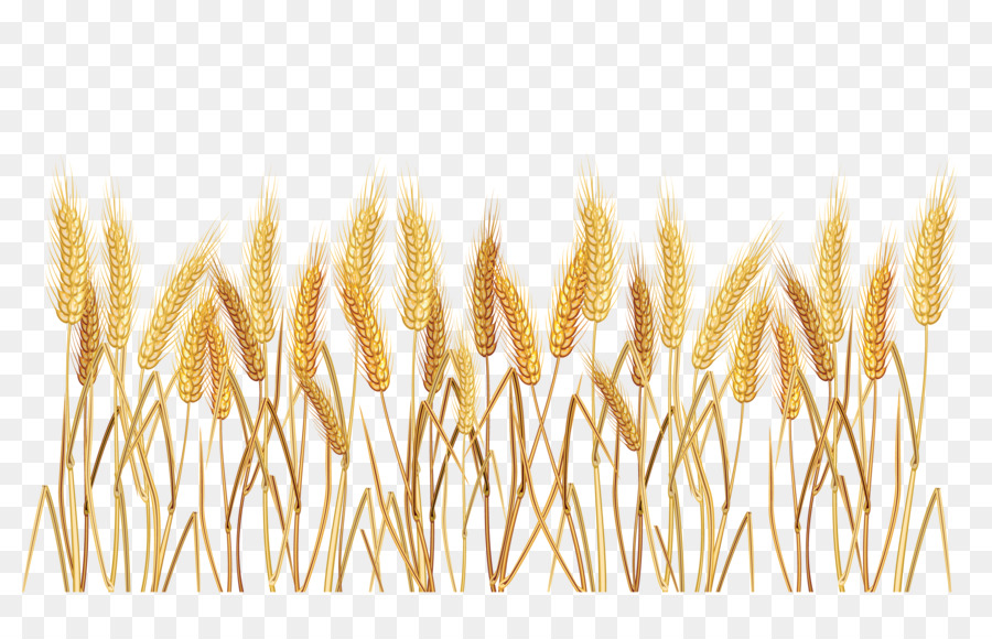 Golden Wheat Field Illustration - High-Quality Transparent PNG for Farming & Design