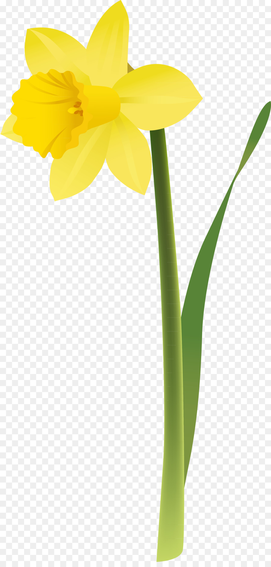 Bouquet Narcissus Isolated Vector Clipart Illustration of Spring 