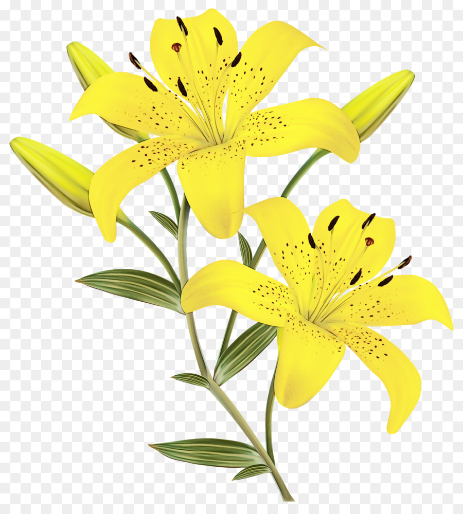 Easter Lilies With Transparent Background Clipart Easter Easter Clip Art Library