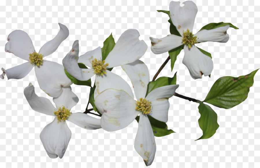 White Dogwood Flowers - Spring Bloom Photography & Botanical Detail