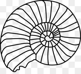 Black-and-white line drawing of a coiled ammonite fossil shell with segmented chambers.