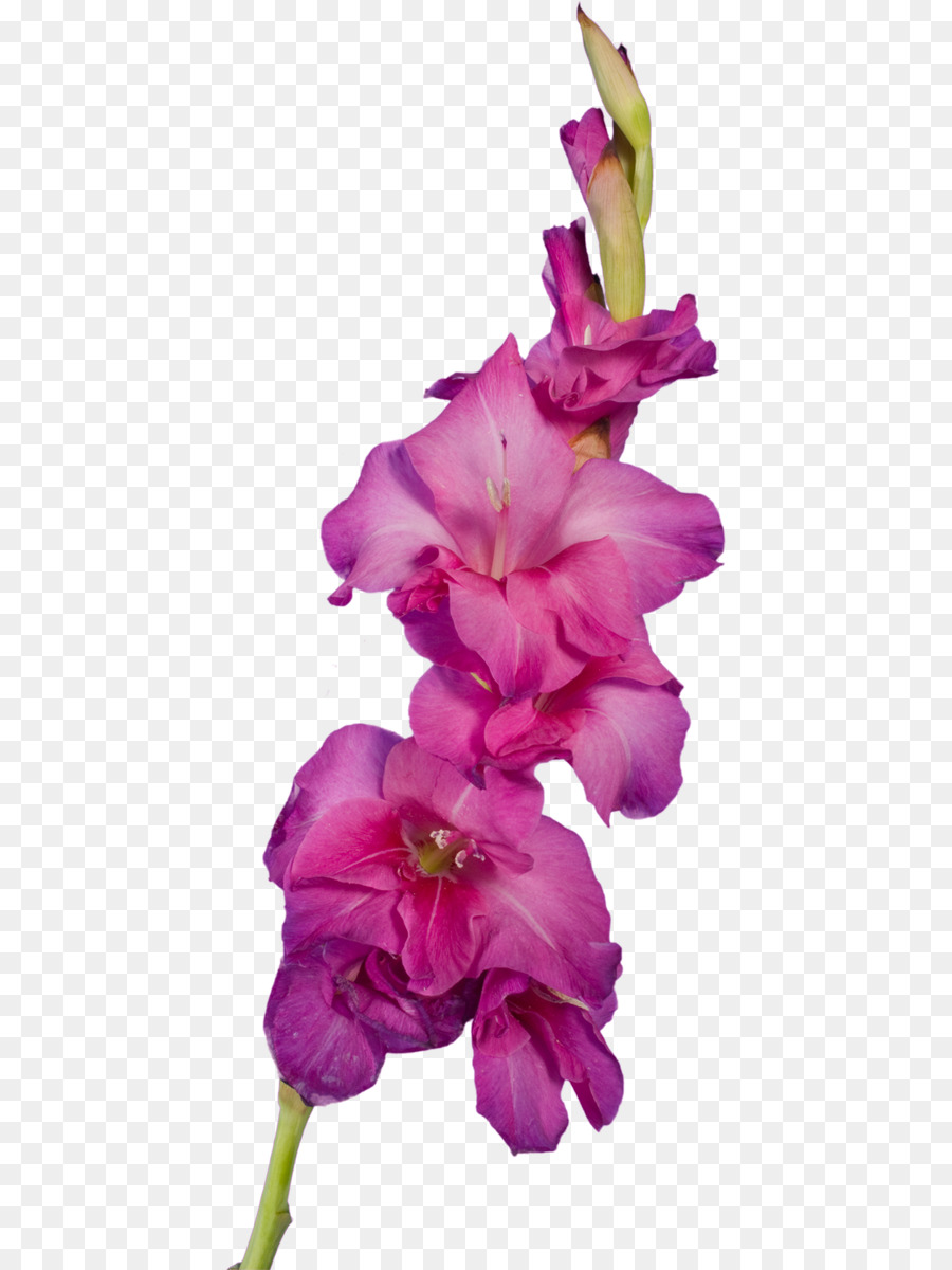 Vibrant pink gladiolus flower spike with blooming blossoms and unopened buds against transparent background.