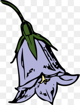 Bellflower Illustration - Free PNG Clipart for Gardens & Design