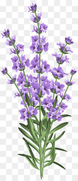 Lavender Flower Illustration - High-Quality Botanical Clipart