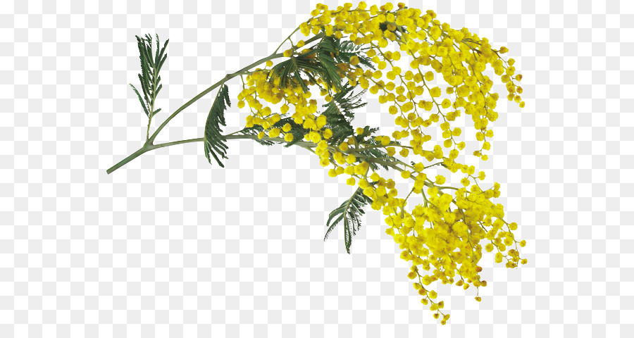 A vibrant branch of yellow mimosa flowers with delicate feathery green leaves against a transparent background.