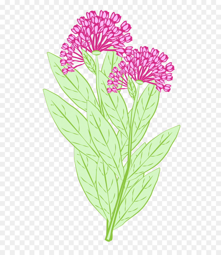 Vibrant pink allium flower clusters with light green leaves on transparent background.