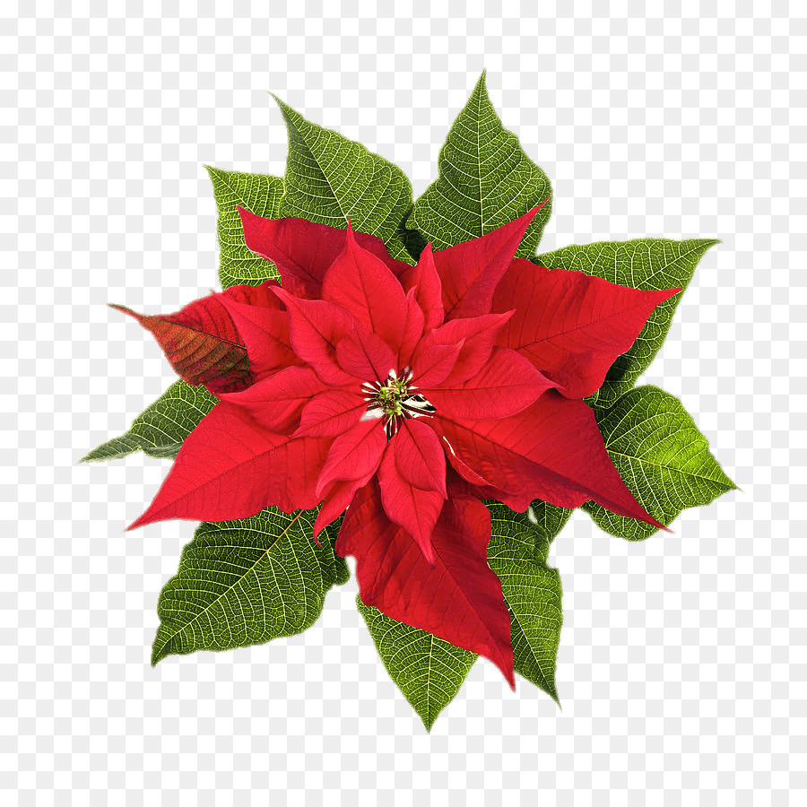 Poinsettia Flower - Symbol of Christmas Joy & Holiday Decor
