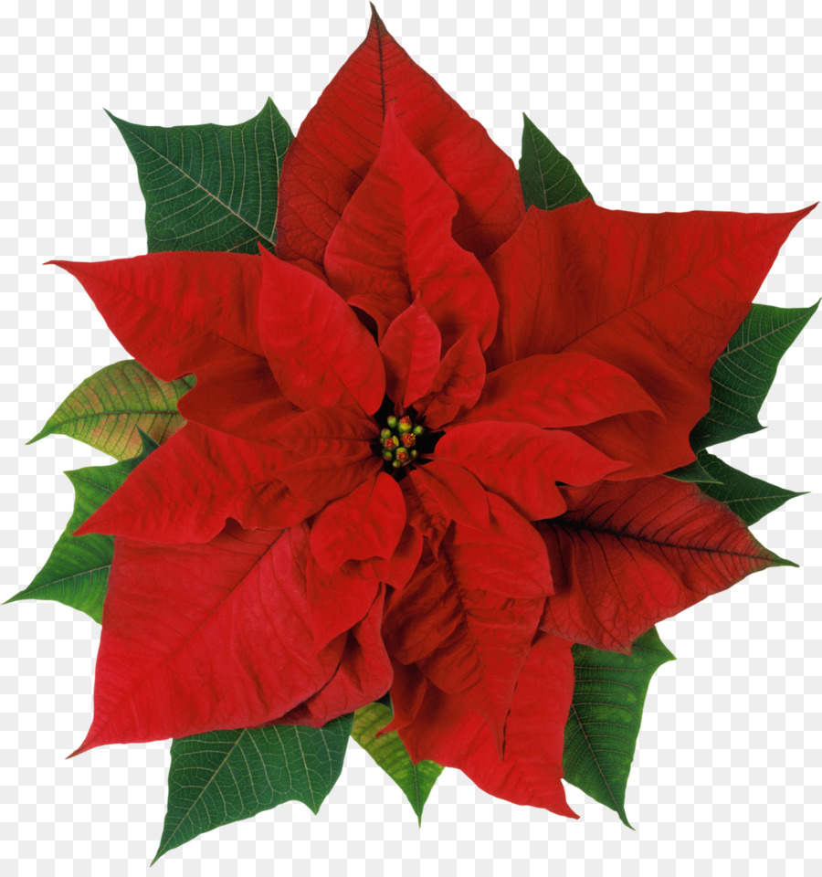 Vibrant red poinsettia with green leaves and yellow-green cyathia, isolated on transparent background.