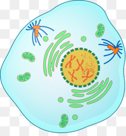 Labeled diagram of an animal cell showing nucleus, mitochondria, ER, Golgi apparatus, and centrosomes.