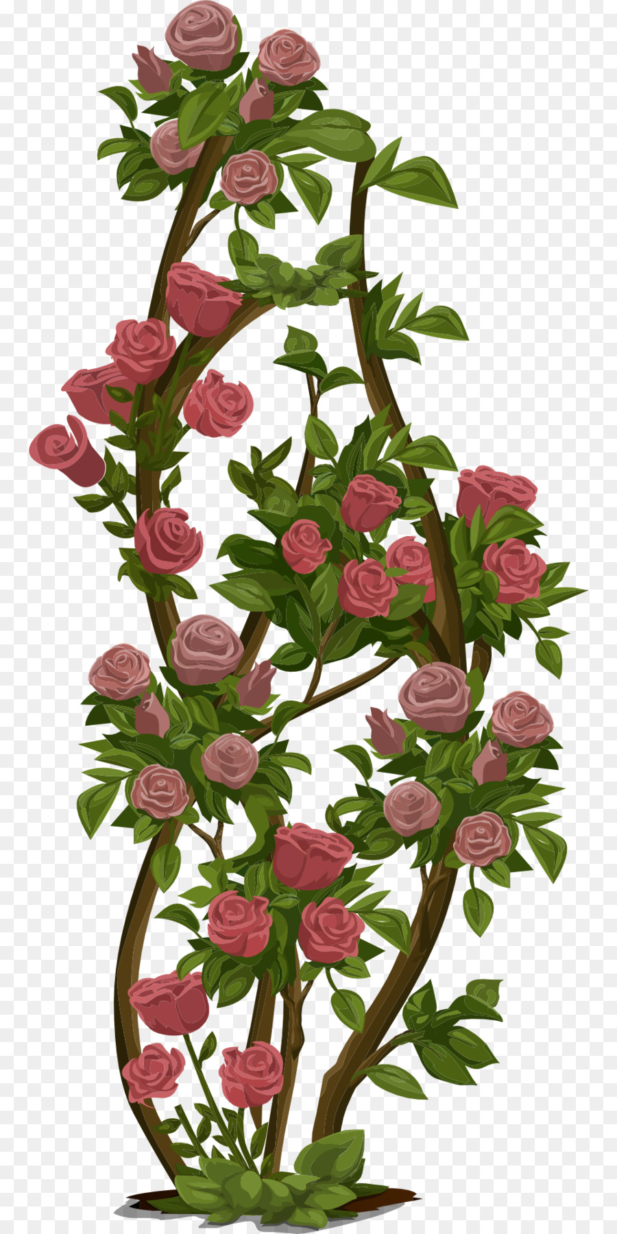 Illustrated climbing rose vine with pink blossoms and green leaves on transparent background.
