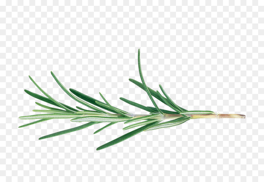Fresh rosemary sprig with vibrant green needle-like leaves on a transparent background.