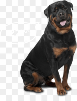 A black-and-tan Rottweiler sitting attentively with tongue out on a transparent background.