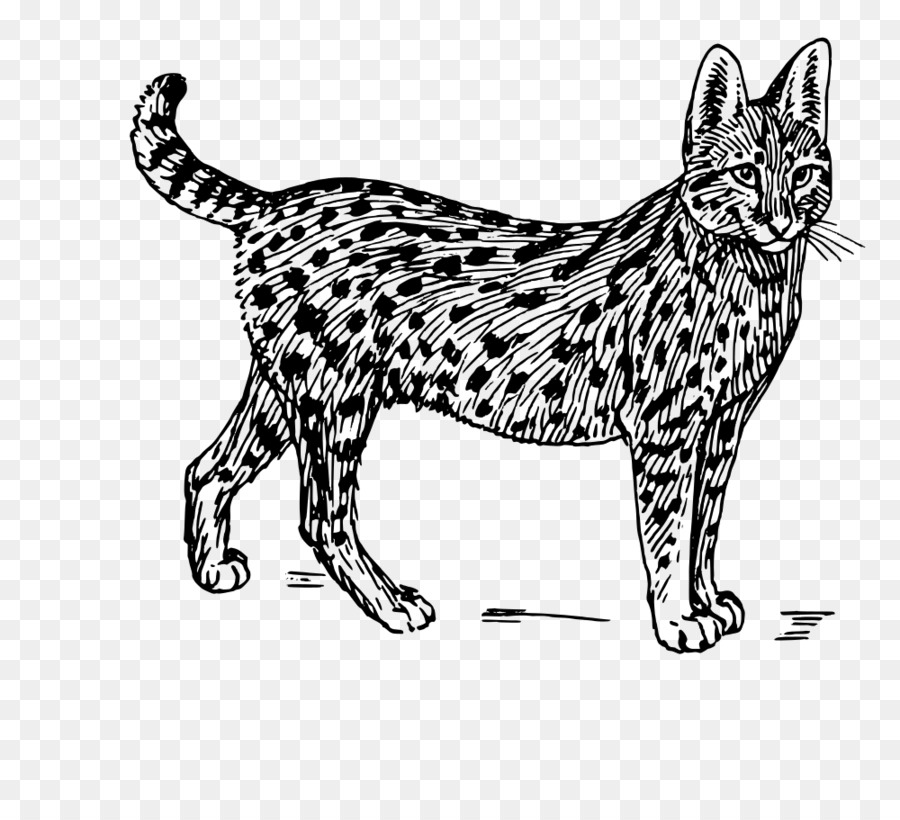 Black-and-white line drawing of a spotted wild cat with upright ears and striped tail, standing alert on checkered background.