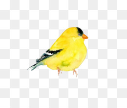 Watercolor illustration of a male American goldfinch with bright yellow plumage, black cap, and wing markings.