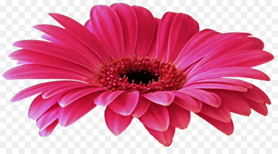Vibrant pink gerbera daisy with layered petals and a rich red-orange center, isolated on transparent background.