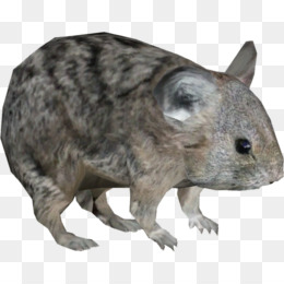 A realistic 3D-rendered small rodent with mottled gray-brown fur, upright ears, and dark eyes, standing on a transparent background.