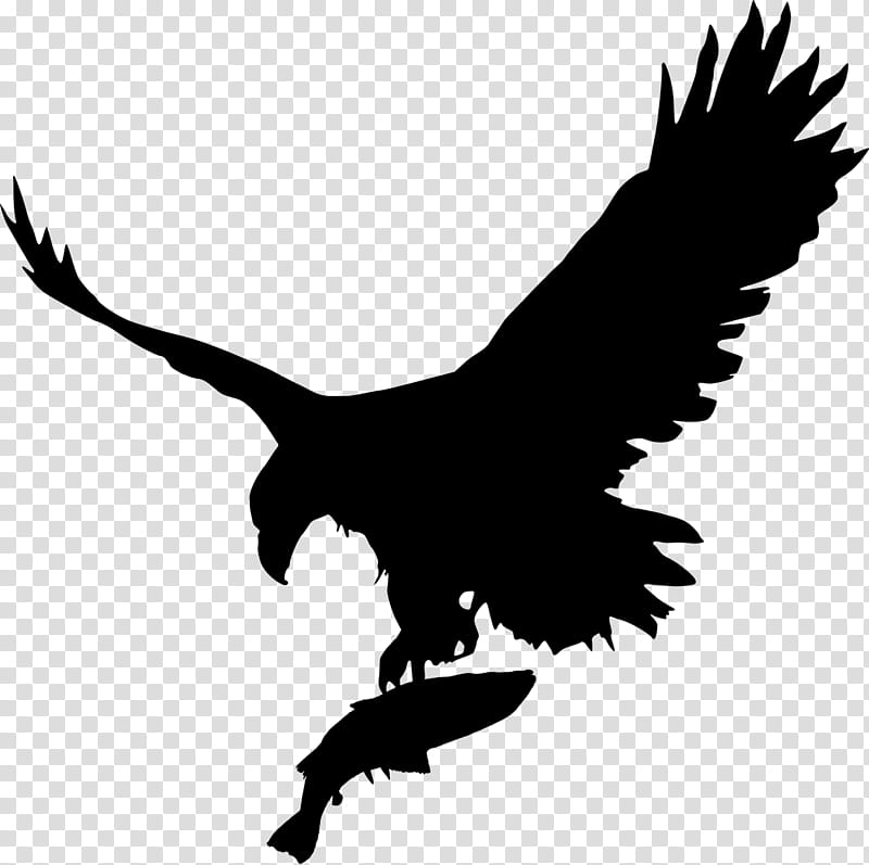 Silhouette of a bald eagle in flight, talons extended, clutching a fish against a transparent background.
