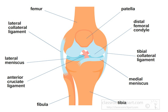 Labeled anatomical diagram of the human knee joint showing femur, tibia, patella, menisci, and ligaments.