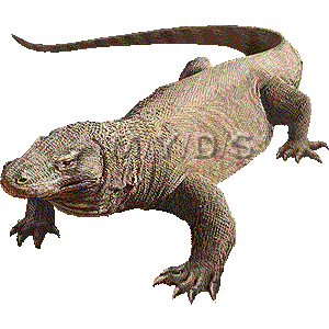 Komodo Dragon: Facts, Habitat, and Conservation of the Giant Lizard