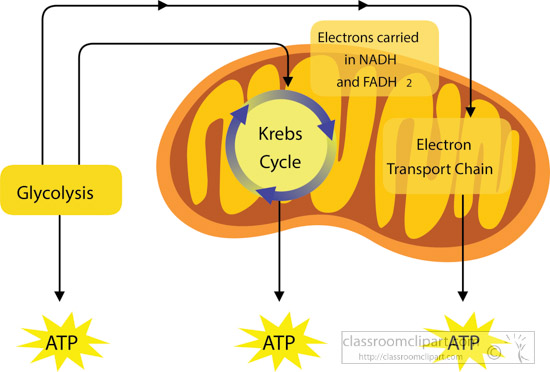 Diagram showing glycolysis, Krebs cycle, and electron transport chain producing ATP in mitochondria.