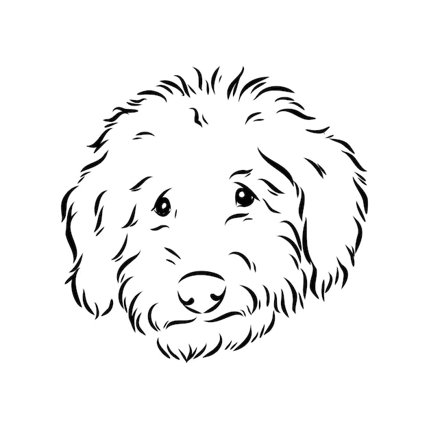 Black-and-white line drawing of a fluffy dog’s face with expressive eyes and curly fur.