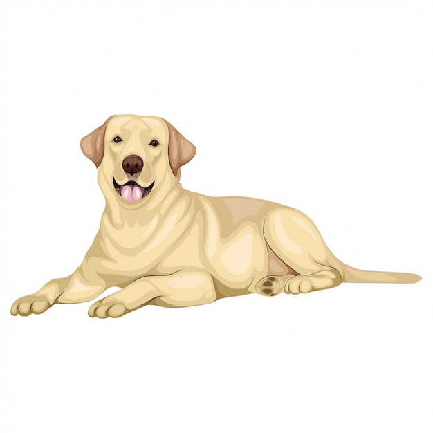 Yellow Labrador Retriever Illustration - Calm, Friendly Dog Art for Pet Websites