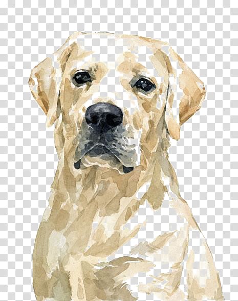 Watercolor illustration of a yellow Labrador Retriever with expressive eyes and soft fur texture on transparent background.
