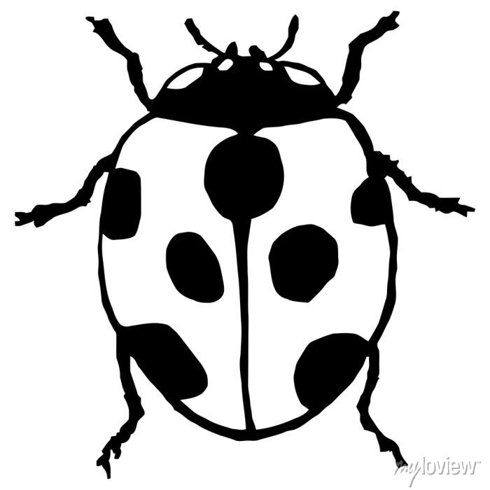 Beetle Ladybird Clip Art, PNG, 555x785px, Beetle, Animal - Clip Art Library