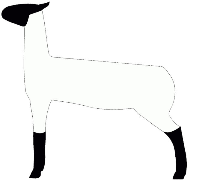 market lambs - Clip Art Library