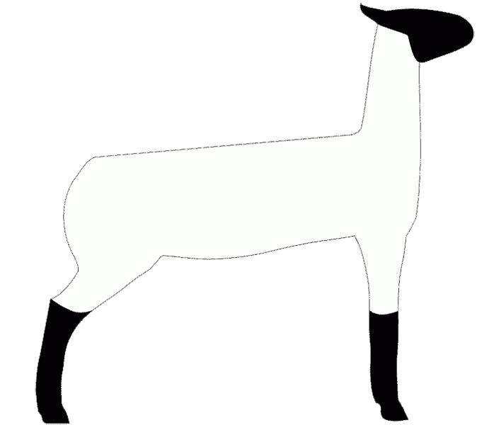 Market Lambs Clip Art Library