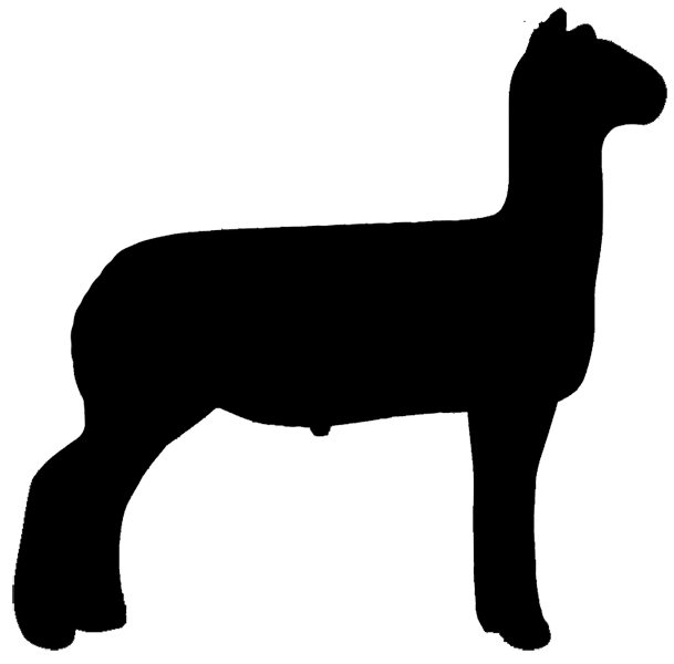 Black silhouette of a standing alpaca on green background
