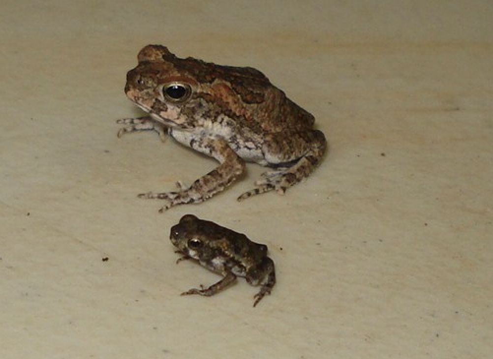 Two toads of different sizes on a light surface, showcasing natural coloration and texture.