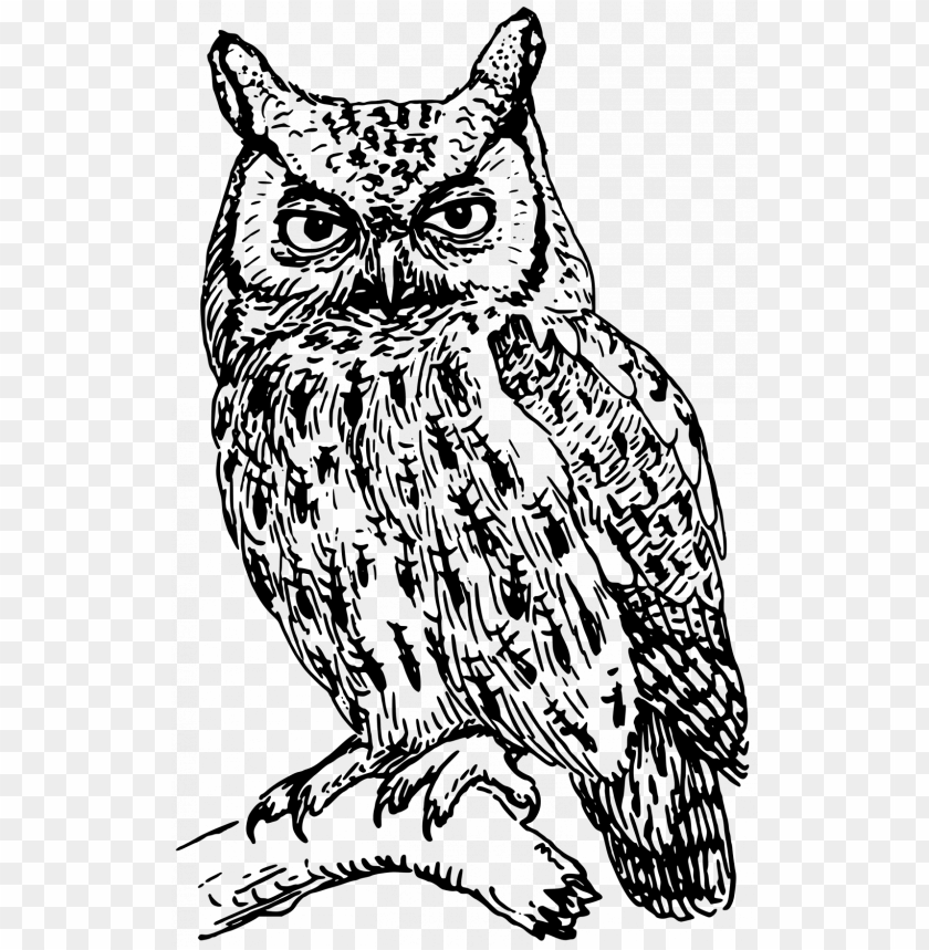 Black-and-white line drawing of a stern-faced owl perched on a branch, detailed feather texture and prominent ear tufts.